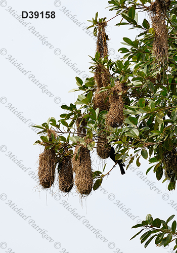 Red-rumped Cacique (Cacicus haemorrhous)
